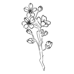 Flor de cerejeira desenhada à mão Desenho PNG Transparent PNG