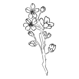 Flor de cerezo dibujada a mano Diseño PNG