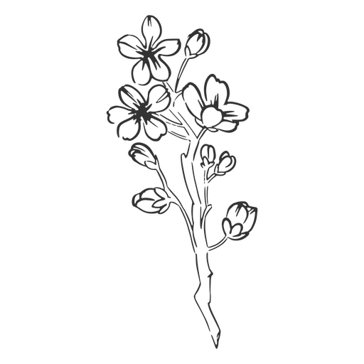 Flor de cerejeira desenhada à mão Desenho PNG