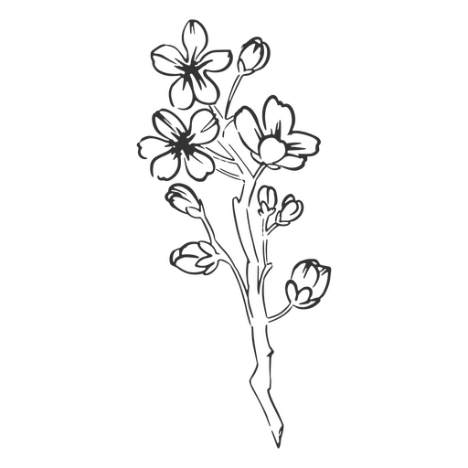 Flor de cerezo dibujada a mano Diseño PNG