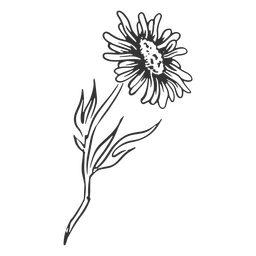 Aster handgezeichnete Blume PNG-Design