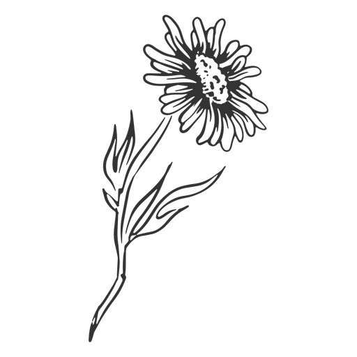 Aster flor desenhada à mão Desenho PNG