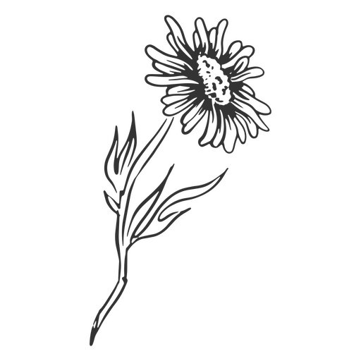 Aster flor dibujada a mano Diseño PNG