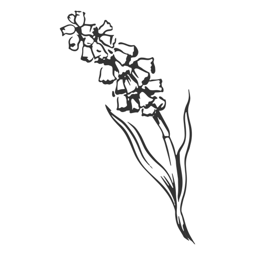 Larkspur desenhado à mão Desenho PNG