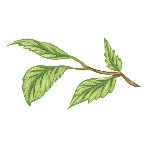 Leaves illustration color detailed PNG Design