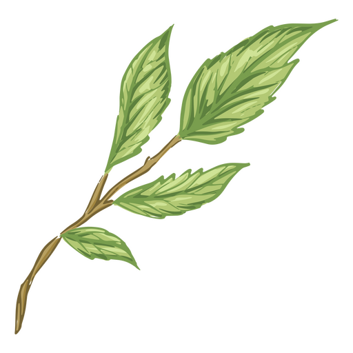 Ilustración de hojas verdes detallada Diseño PNG
