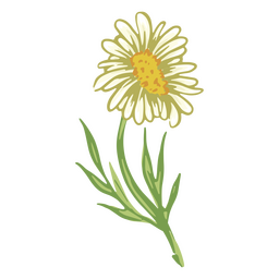Realistische weiße Gänseblümchenblume PNG-Design
