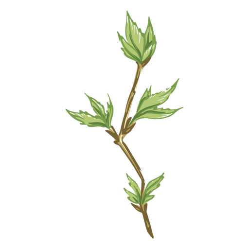 Ilustración de tallo y hojas detallada Diseño PNG