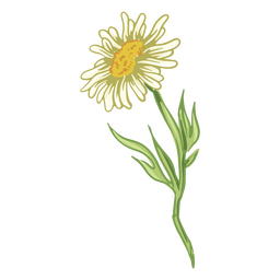 flor branca realista Desenho PNG