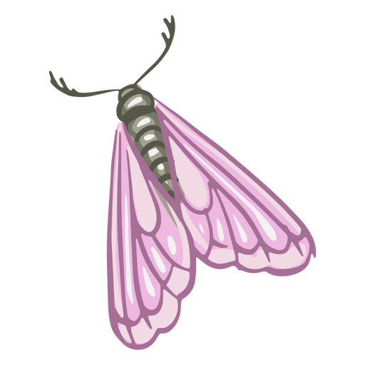 Moth illustration detailed