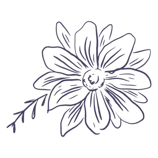 Flor de margarida desenhada de mão Desenho PNG