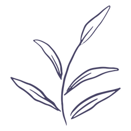 Planta delicada desenhada à mão Desenho PNG