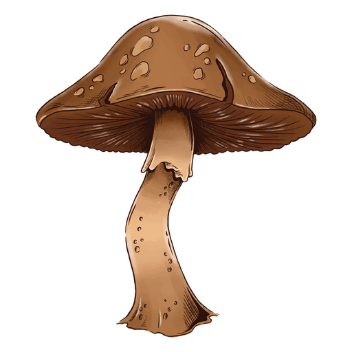 Aquarela de cogumelo marrom Desenho PNG