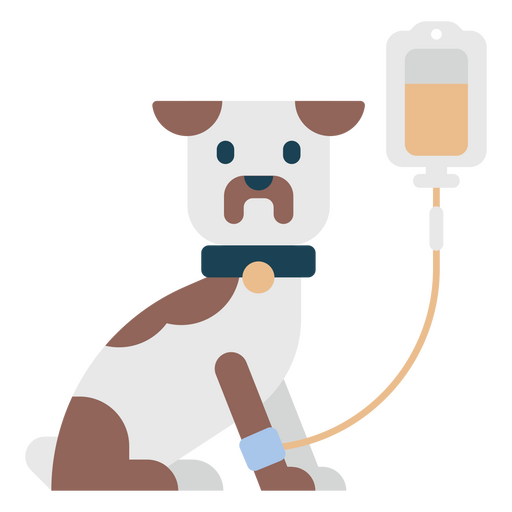 perro mascota animal veterinario