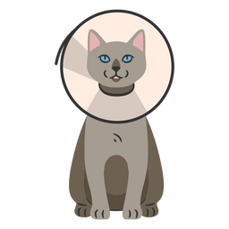 Cat with Neck Cone PNG Design Transparent PNG