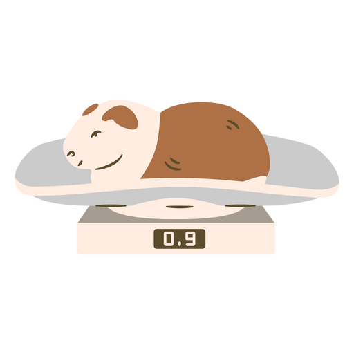 Guinea Pig being Weighed PNG Design
