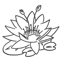 Lily pad stroke botanical PNG Design
