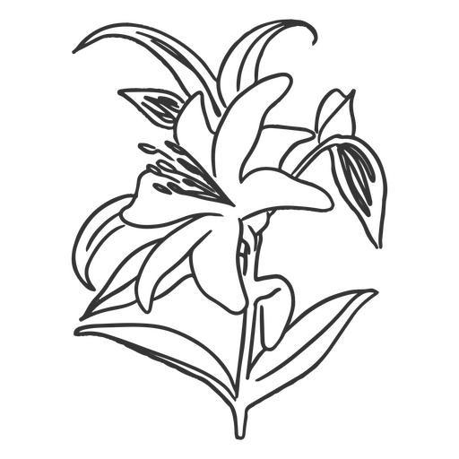 Hibiskusschlag botanisch PNG-Design