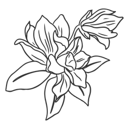 Flores trazo delicado botánico Diseño PNG