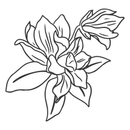 Flowers stroke delicate botanical PNG Design
