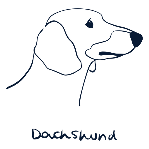 Animal Dachshund da raça do cão Desenho PNG