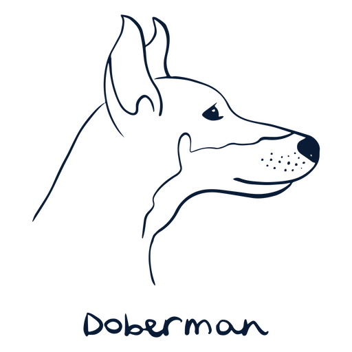 Raça de cão Doberman animal Desenho PNG