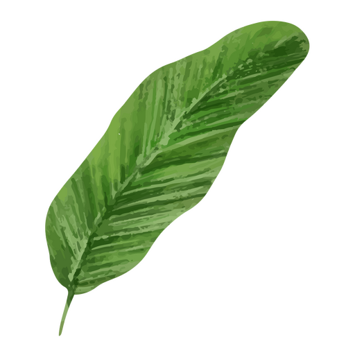 Tropical plant leaf icon