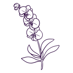 Simple line orchids art flowers PNG Design