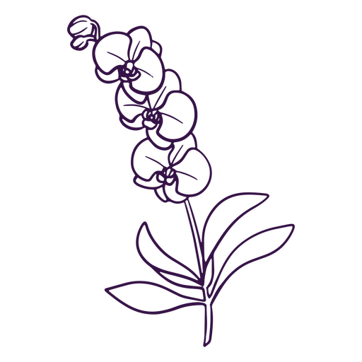Einfache Linie Orchideen-Kunstblumen PNG-Design