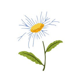 Margarida flor plana branca