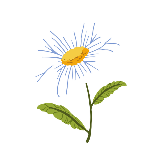 Margarita plana flor blanca Diseño PNG