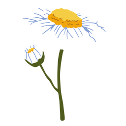 Margarida flor plana branca e botão Desenho PNG