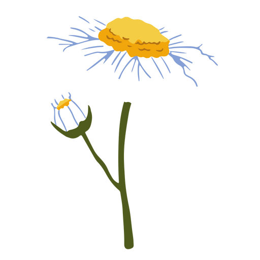 Daisy flor plana blanca y capullo Diseño PNG