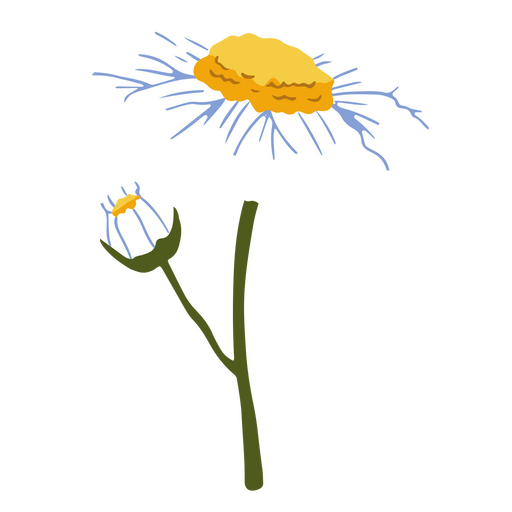 Margarida flor plana branca e botão Desenho PNG