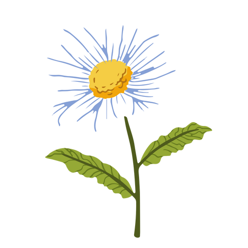 Gänseblümchen flache weiße Blume PNG-Design