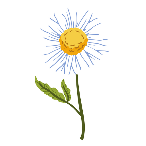 Gänseblümchen zarte Blume PNG-Design