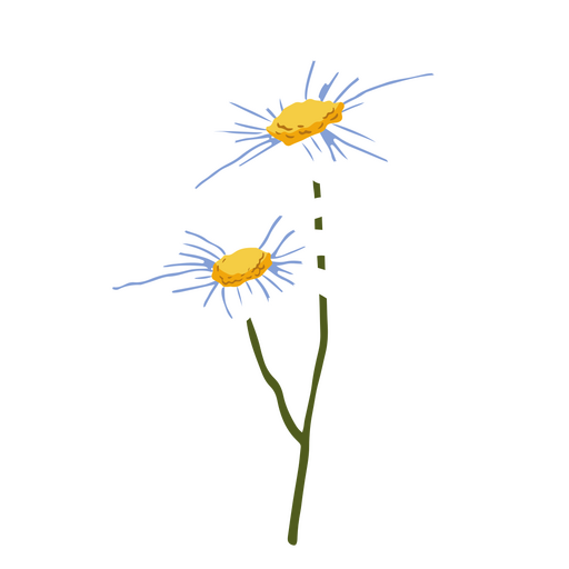 Daisies flowers nature PNG Design