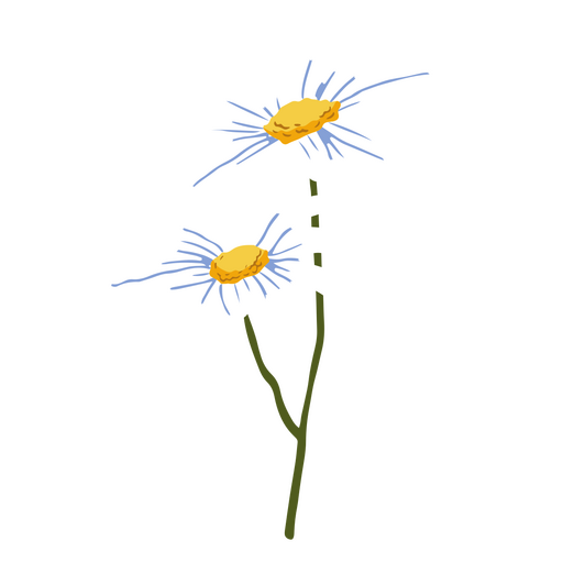 Gänseblümchen blüht die Natur PNG-Design