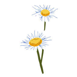 Natureza das flores delicadas das margaridas Desenho PNG