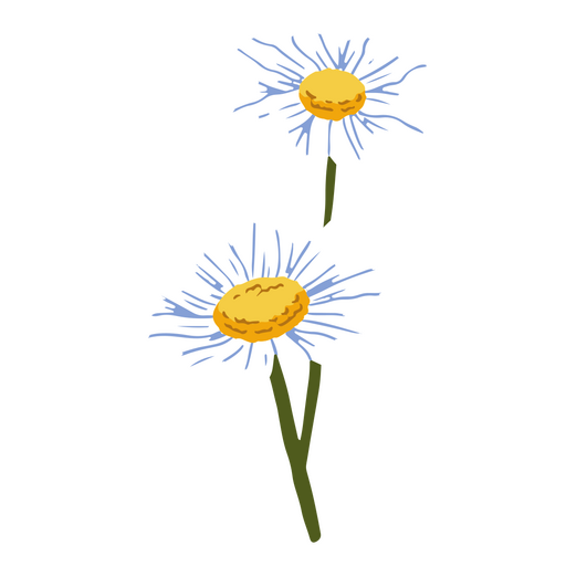 Gänseblümchen zarte Blumen Natur PNG-Design