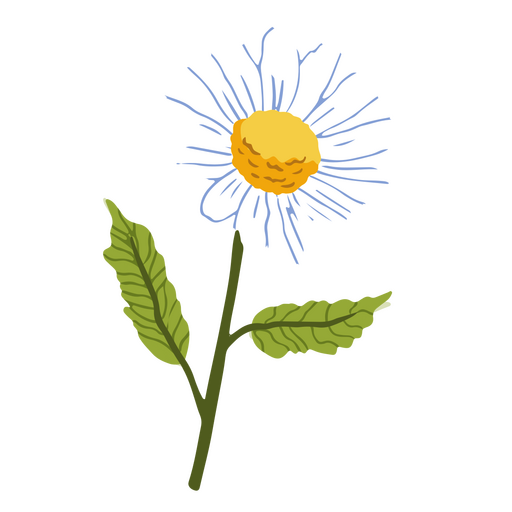 Daisy Blumenpflanze Natur PNG-Design