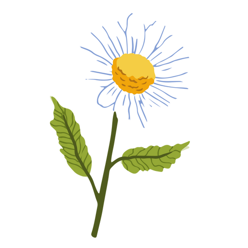 Daisy flower plant nature PNG Design