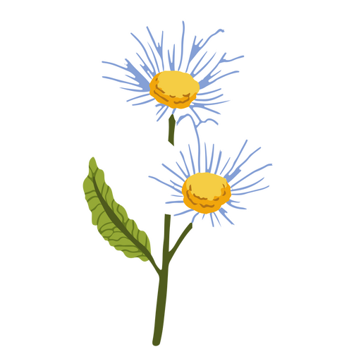 Gänseblümchen blüht halbflache Pflanze PNG-Design