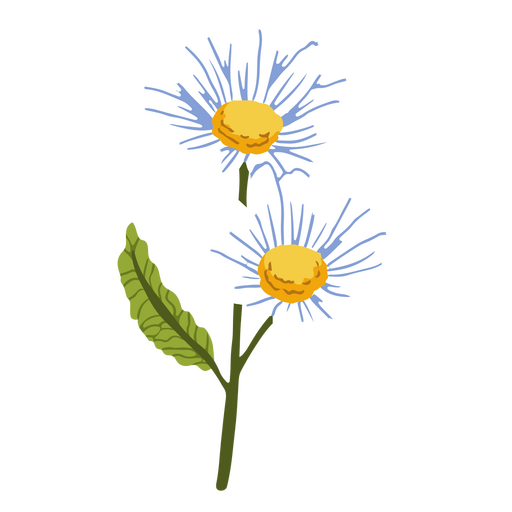 Margaridas flores planta semi-plana
