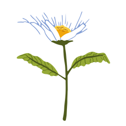 Margarida flor semi-plana