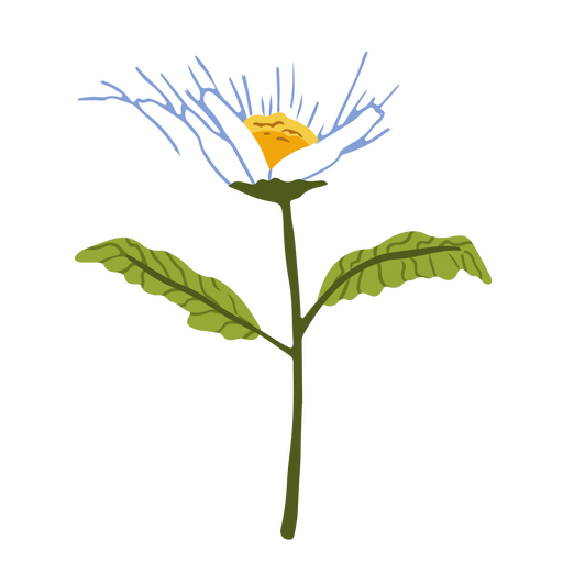 Gänseblümchen halbflache Blume PNG-Design