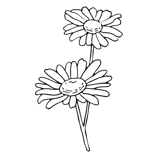 Gänseblümchen zarte Blüten streicheln PNG-Design