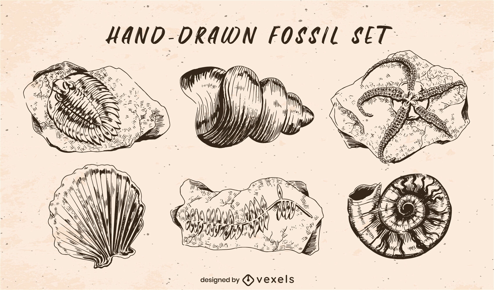 Conjunto de fósseis desenhados à mão