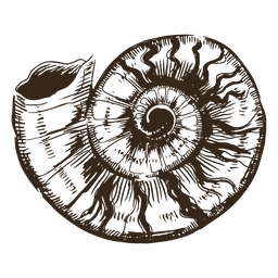 Vieja concha dibujada a mano Diseño PNG