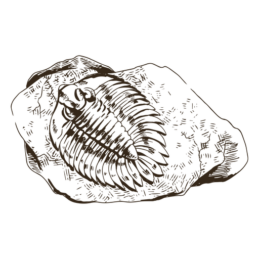 Meeresfossil handgezeichneter Felsen